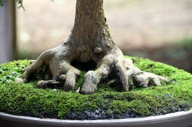 sakura-bonsai-gallery-swamp-cypress-01-nebari