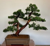shimpaku-03a