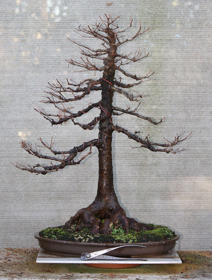 swamp-cypress-01ab