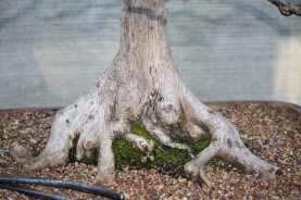 swamp-cypress-02-ab