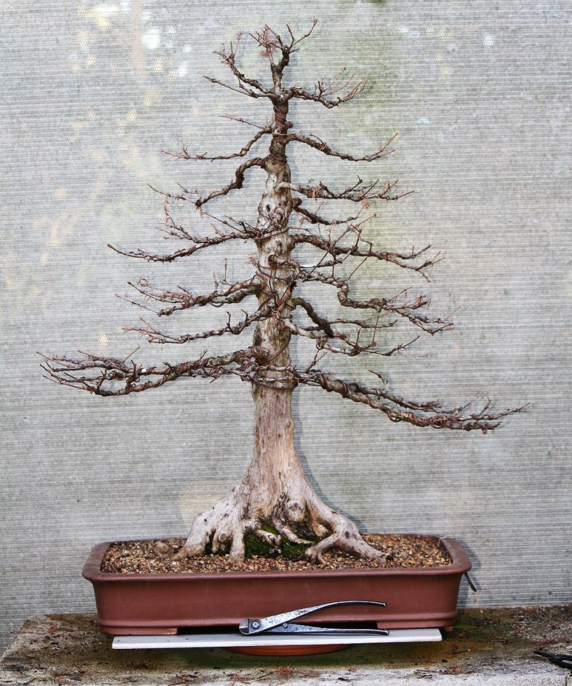 swamp-cypress-02-ac