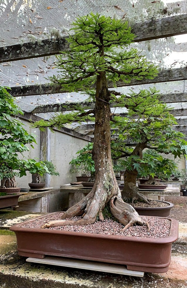 Bonsai For Sale 