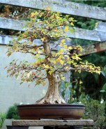 Trident Maple late autumn