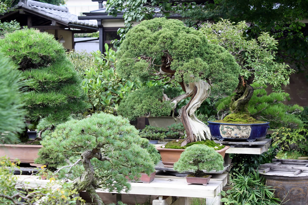 yamada juniper