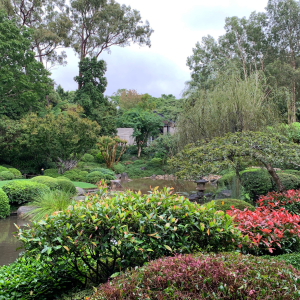 japanese-gardens-mt-coot-tha-1 (5)