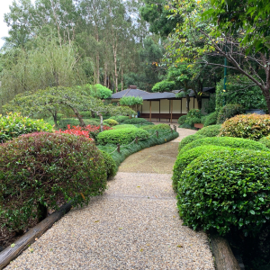 japanese-gardens-mt-coot-tha-1 (6)