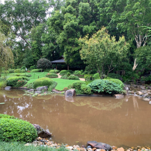 japanese-gardens-mt-coot-tha-1 (7)