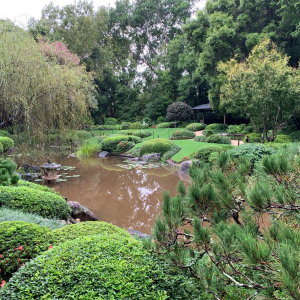 japanese-gardens-mt-coot-tha-1 (8)