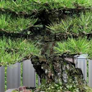 bark-IMG_0009a