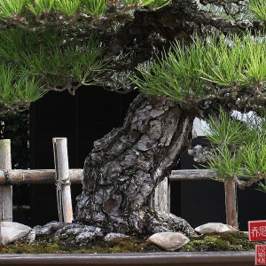 bark-IMG_9936