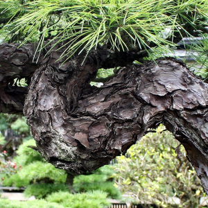 bark-IMG_9968a