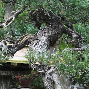 bark-IMG_9971