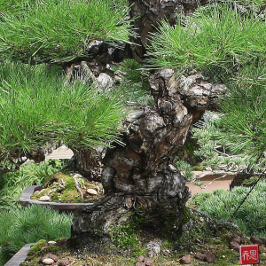 bark-IMG_9973