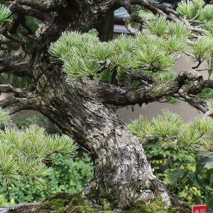 bark-IMG_9974