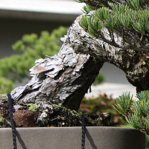 bark-IMG_9990