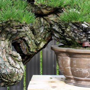 bark-IMG_9996a