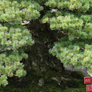 bark-IMG_9998
